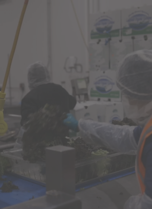 Person weighing kale in facility