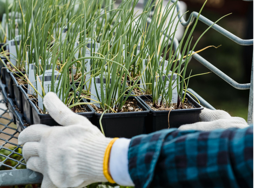 Planter boxes of chives